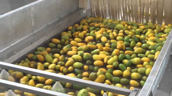 Mango Juice Processing Plant Pdf Download