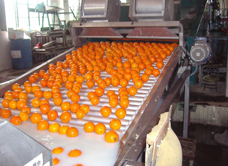 orange cleaning and sorting
