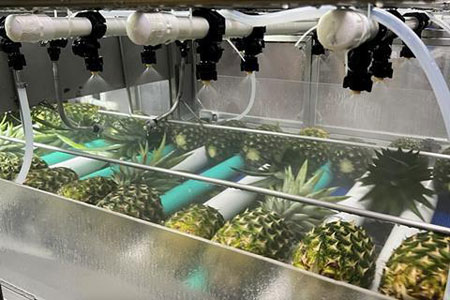 pineapple brush and spray cleaning machine