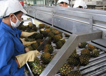 pineapple processing work