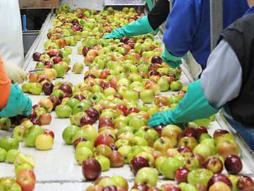 Apple Fruit Sorting Machine
