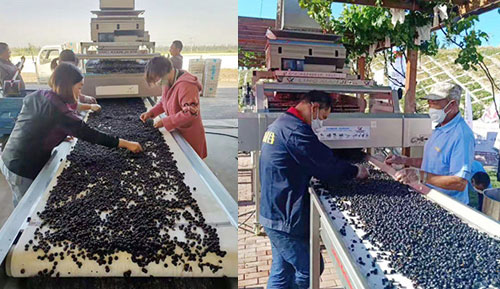 grape fruits selecting