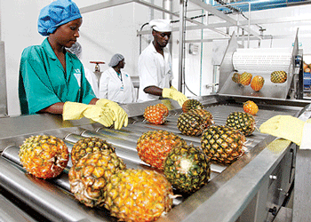 pineapple sorting process