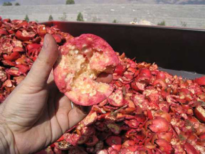 Pomegranate peeling