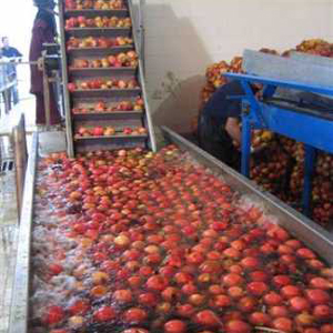 Fruit bubble washing machine