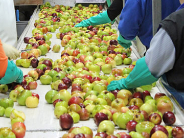 fruit selecting machine apple